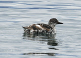 Marbled Murrelet-3.jpg