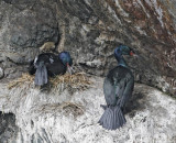 PelagicCormorant-5.jpg