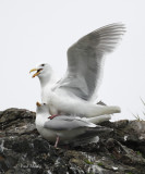 Glaucous-winged Gull-7.jpg
