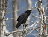 Raven-4.jpg