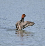 Redhead-12.jpg