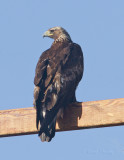 Golden Eagle.jpg