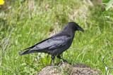 Northwestern Crow.jpg