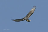 Zone-tailed Hawk_2.jpg