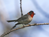 Red-faced Warbler-7.jpg