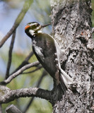 Hairy Woodpecker_7.jpg