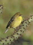 Lesser Goldfinch-2.jpg