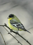 LesserGoldfinch-1.jpg