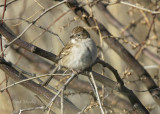 Brewers Sparrow-7.jpg