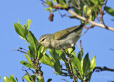 Tennessee Warbler-6.jpg