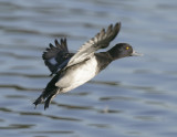 Lesser Scaup-9.jpg