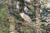 Black-crowned Night-Heron.jpg