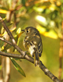 Huttons Vireo