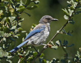 Western Scrub-Jay.jpg