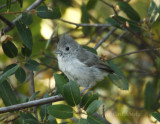 Oak Titmouse