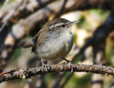 Bewicks Wren-1