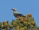 Clarks Nutcracker-3