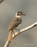 Black-headed Grosbeak