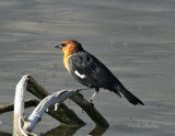 _MG_2619YellowHeaded.jpg