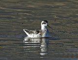Red-necked Phalarope
