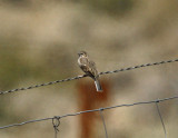 _MG_2751SageSparrow.jpg