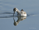 Wilsons Phalarope