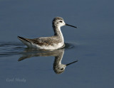 Wilsons Phalarope-2