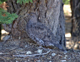 Sooty Grouse (Blue Grouse)