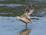 _MG_4061MarbledGodwit.jpg