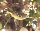 _MG_3232CassinsVireo.jpg