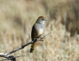 _MG_2944Green-tailedTowhee.jpg