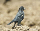 Tricolored Blackbird