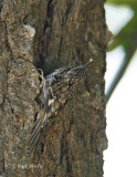 BrCreeper2224Vent_Calif.jpg