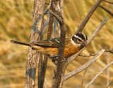 Black-headed Grosbeak-6