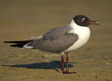 Laughing Gull