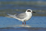 Forsters Tern 2