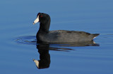 American Coot