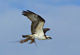 Flight with nest building material