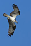 Diving for fish