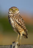 Perched II