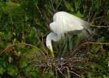 Tending her egg