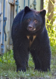 Black Bear at Neets Bay