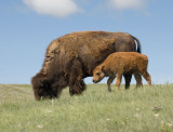 Bison Mother and Young
