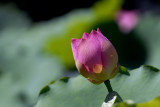 Lotus Flower 016.jpg