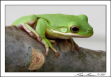 Tree Frog 7034.jpg