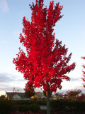 Autumn Tree