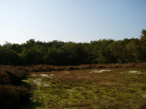 duinen bij Bergen aan Zee