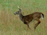 JPG 4CS Running Buck DSC_1237.jpg