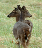 JPG CaS 1Double Doe DSC_2343.jpg