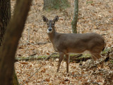 JPG CS 4Woods Doe DSC_2336.jpg